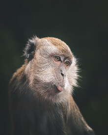Dimitri Luft, naughty monkey (Malaysia, Asia)