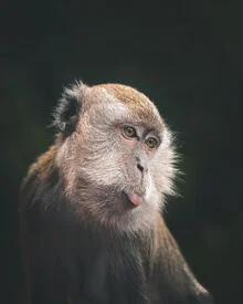 Fotokunst von Dimitri Luft: verspielter Affe mit frechem Gesichtsausdruck