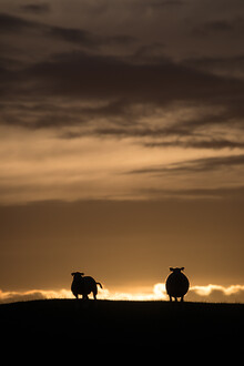 Sebastian Worm, Sheep backlit