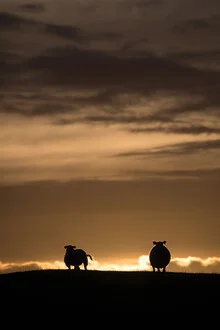 Silhouette of a sheep against a sunset in Norway