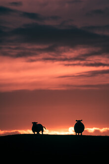 Sebastian Worm, The sunset sheep