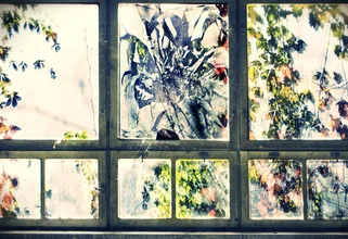 A broken window in a garden, softly letting light through. A calm sight.
