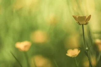 Photo of a buttercup with soft colors and natural light.
