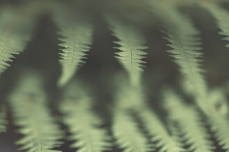 Sebastian Worm, Fern Close-up