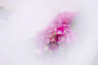 Photo art by Nadja Jacke: delicate hydrangeas in soft colors