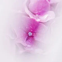 Close-up of delicate hydrangeas in soft colors, conveying a calm mood.