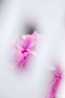 Close-up of delicate hydrangea flowers in soft colors