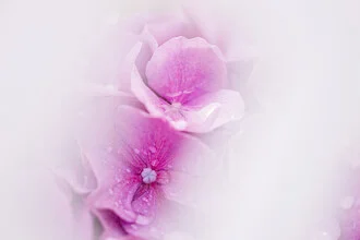 Close-up of delicate hydrangeas in soft colors, radiating a calm atmosphere.