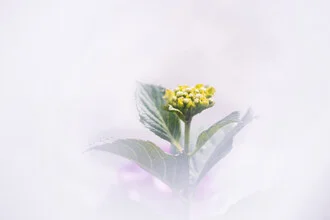 Close-up of delicate hydrangeas, soft and bright, featuring gentle colors.