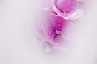 Close-up of hydrangeas with delicate blooms, soft colors, and gentle light.