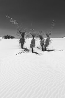 Melanie Viola, Dunes & Yucca, White Sands National Monument