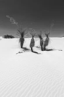 Photo art by Melanie Viola: dune with soaptree yucca in White Sands National Monument