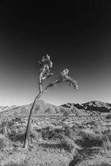 Photo art by Melanie Viola: monochrome capture of a Joshua tree in the wilderness