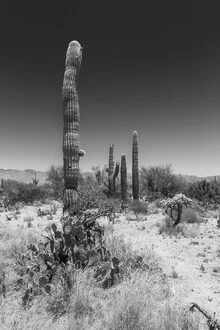Photo art by Melanie Viola: desert landscape with giant saguaro and cacti