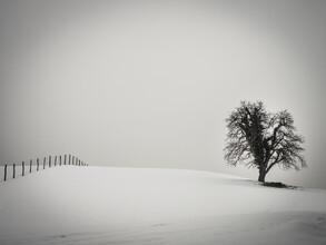 Bernd Grosseck, ein Baum und ein Zaun