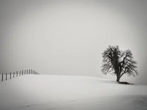 A tree and a fence in a winter landscape with soft snow drifts.