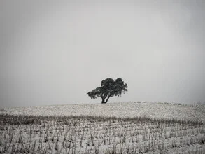 Einsamer Baum im Winter, umgeben von Schnee und kühlen Tönen.