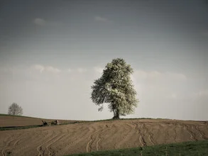 Photo art by Bernd Grosseck: serene spring scene featuring a solitary tree