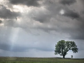 Stormy atmosphere over a tree, dramatic cloud formations in the sky.