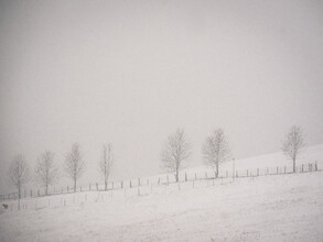 Bernd Grosseck, ein Schaf, sieben Bäume und Schneefall