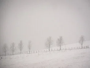 Lone sheep under seven trees in gentle snowfall