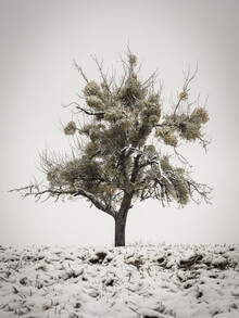 Bernd Grosseck, Mispelbaum im Schnee
