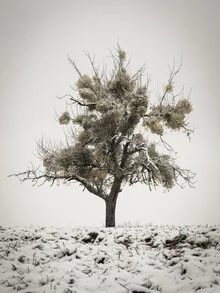 Lonely tree in the snow, conveying a calm winter atmosphere.