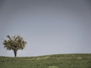 A tree standing alone in a field, exuding tranquility and solitude.
