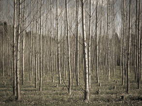 Bernd Grosseck, Birkenwald