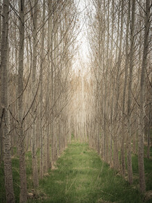 Bernd Grosseck, a way through a birch forest (Austria, Europe)