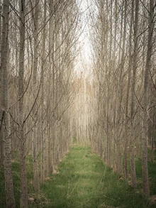 Path through a birch forest in Austria, gentle symmetry and calm atmosphere.