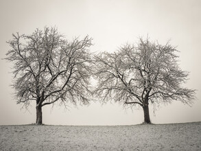 Bernd Grosseck, Zwei Winterbäume