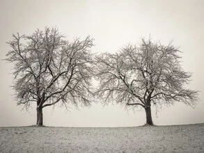 Photo art by Bernd Grosseck: calm winter landscape featuring two trees