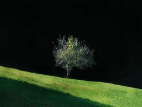 Tree in the afternoon light, gentle shadows and warm light create a calm atmosphere.