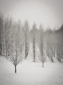 Photo art by Bernd Grosseck: serene winter forest scene with snow and trees
