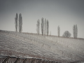 Bernd Grosseck, Winter im Weingarten