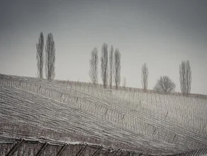 Photo art by Bernd Grosseck: winter vineyard with tranquil trees