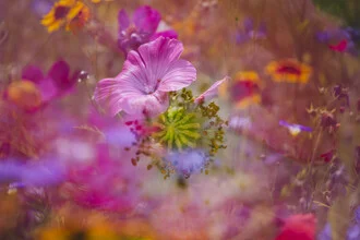 Colorful flower meadow with mug mallow on a sunny day