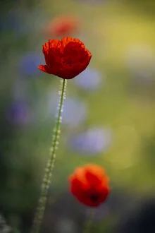 Photo art featuring poppy flowers in a colorful summer flower meadow