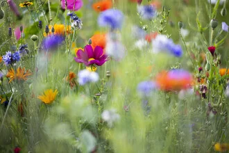 Photo art by Nadja Jacke: colorful flower meadows with wildflowers in summer light.