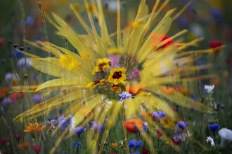Girl's eye in a summer flower meadow with soft colors and a calm atmosphere.