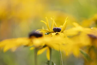 Close-up of coneflower: colorful blossoms in soft light, capturing a summer vibe