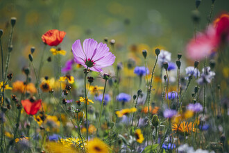 Nadja Jacke, Flower meadows from wildflower mixtures (Germany, Europe)