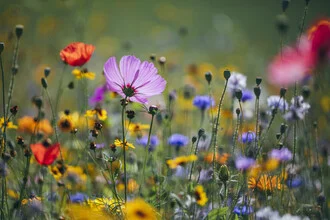 Photo art by Nadja Jacke: colorful wildflower meadow in full bloom