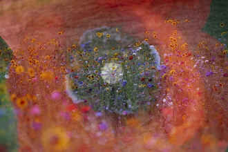 Photo art by Nadja Jacke: Poppy flower in a colorful wildflower meadow