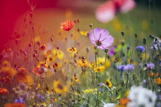 Photo art by Nadja Jacke: meadow filled with colorful wildflowers in summer light.