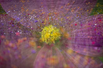 Photo art by Nadja Jacke: blooming cosmos in a colorful wildflower meadow