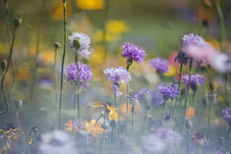 Photo art by Nadja Jacke: colorful meadows with wildflowers in summer light