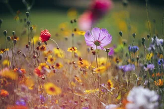 Photo art by Nadja Jacke: colorful flower meadow with various summer flowers