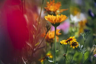 Photo art by Nadja Jacke: colorful meadow with marigolds in sunlight